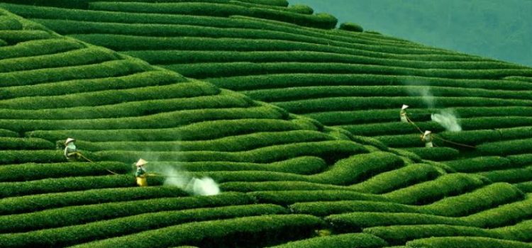 DU LỊCH MỘC CHÂU: HÀ NỘI - MỘC CHÂU - HÀ NỘI