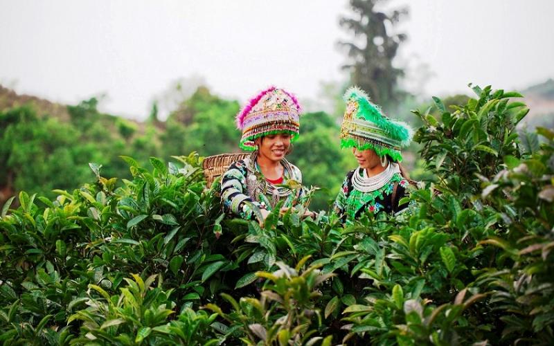 DU LỊCH MÙ CĂNG CHẢI - SUỐI GIÀNG - TÚ LỆ