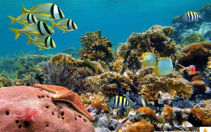 TOUR DU LỊCH CÔN ĐẢO - VỊNH CÔN SƠN -THÁNG 5, 6, 7